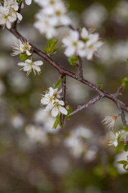 Prunus spinosa çiçeği çayırda büyüyor, yakın plan.