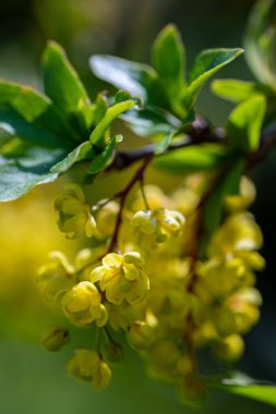 Çayırda yetişen kaba Berberiler, yaklaşın.