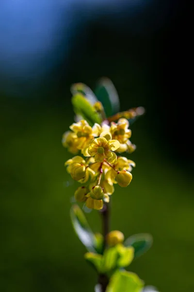 Berberis Vulgaris Blume Wächst Auf Der Wiese Nahaufnahme — Stockfoto