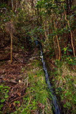 Vereda Maderia 'da yürüyüş yapan 25 yazı tipi