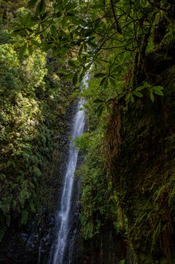 Vereda Maderia 'da yürüyüş yapan 25 yazı tipi