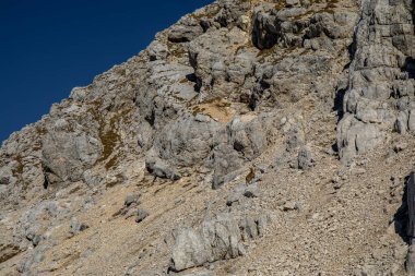 Alp dağ keçisi fotoğrafı Julian Alp, Slovenya 'da çekildi