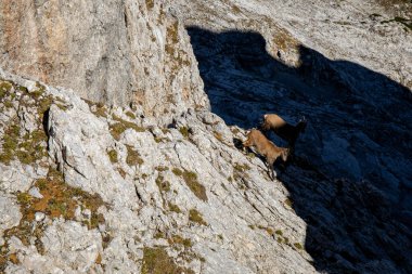 Alp dağ keçisi fotoğrafı Julian Alp, Slovenya 'da çekildi