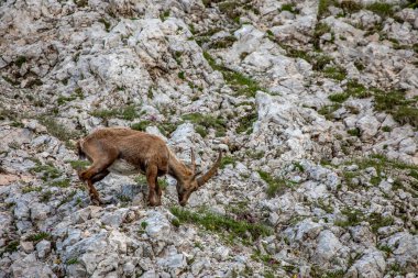 Alp dağ keçisi fotoğrafı Julian Alp, Slovenya 'da çekildi