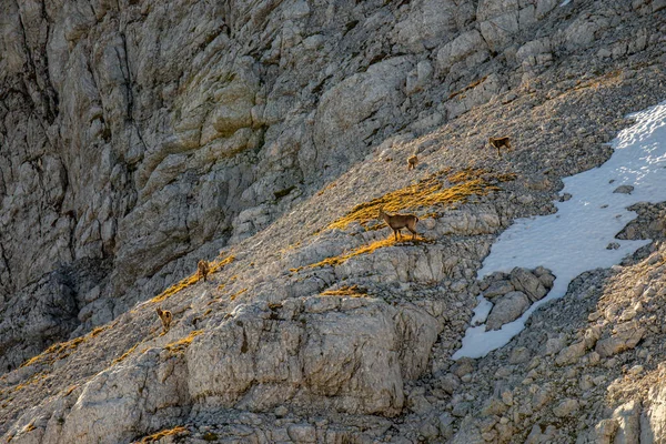 Alpine Ibex Picture Taken Julian Alps Slovenia — Stock Photo, Image