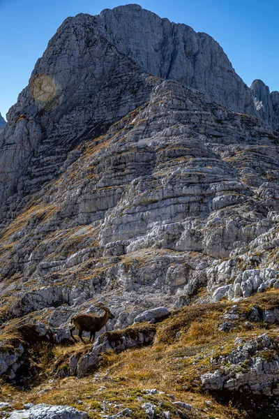 Alpejskie Zdjęcie Ibex Alpach Julijskich Słowenia — Zdjęcie stockowe