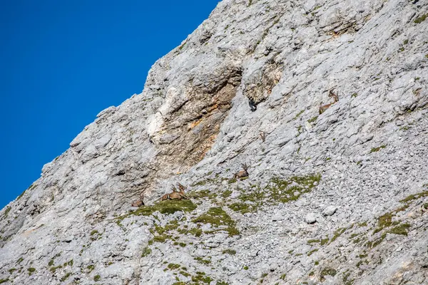 Фотография Альпийского Горного Козла Сделанная Юлианских Альпах Словения — стоковое фото