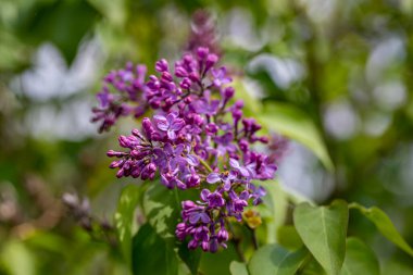 Meadow 'da büyüyen şırınga kabak çiçeği, makro