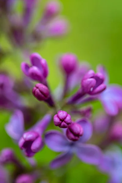 Syringa Vulgaris Blume Wächst Auf Der Wiese Makro — Stockfoto