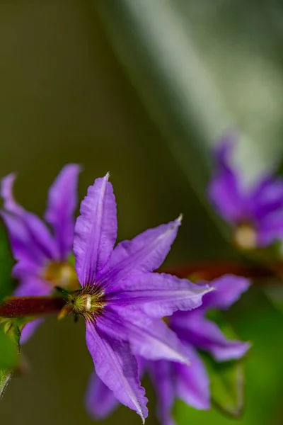 Scaevola Saligna Λουλούδι Που Αναπτύσσεται Στο Λιβάδι Μακροεντολή — Φωτογραφία Αρχείου