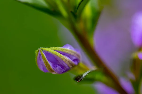 Квітка Саліньї Росте Лузі Макрос — стокове фото