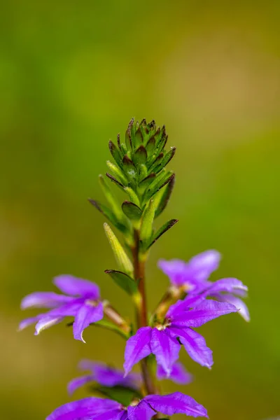 Квітка Саліньї Росте Лузі Макрос — стокове фото