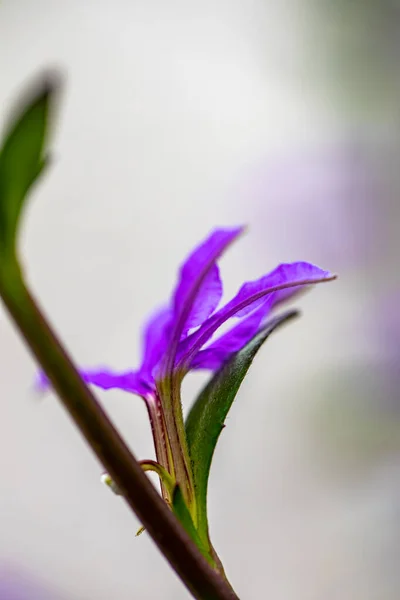 Scaevola Saligna Květ Rostoucí Louce Makro — Stock fotografie