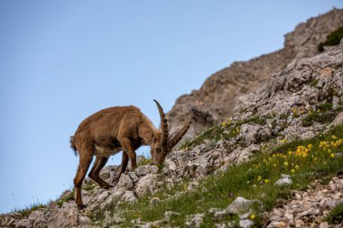 Alp dağ keçisi fotoğrafı Julian Alp, Slovenya 'da çekildi