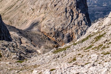 Alp dağ keçisi fotoğrafı Julian Alp, Slovenya 'da çekildi