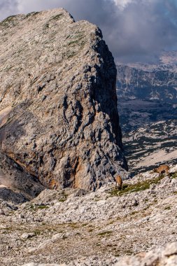 Alp dağ keçisi fotoğrafı Julian Alp, Slovenya 'da çekildi