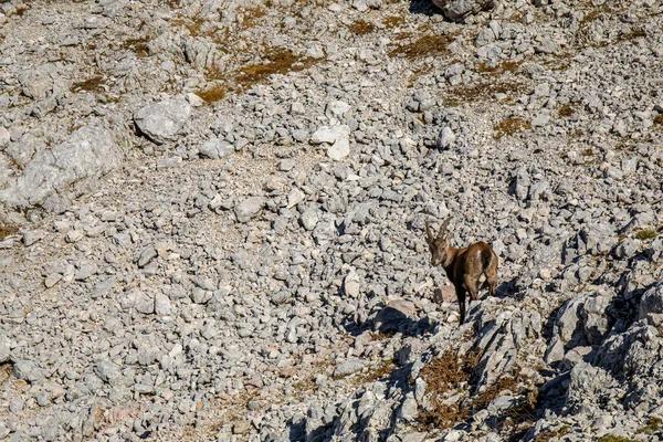 Alpine Ibex Picture Taken Julian Alps Slovenia — стокове фото