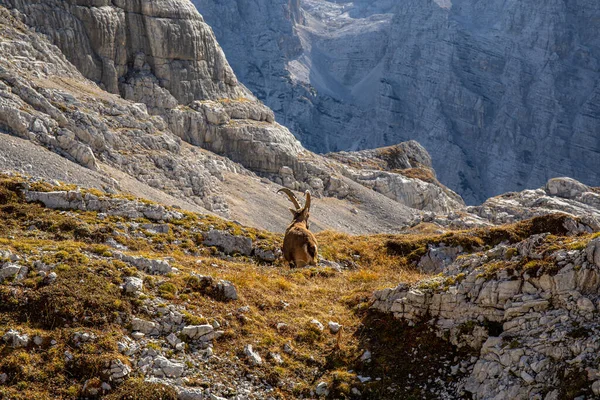 stock image Alpine ibex picture taken in Julian alps, Slovenia