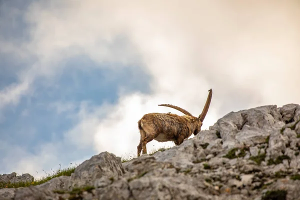 stock image Alpine ibex picture taken in Julian alps, Slovenia