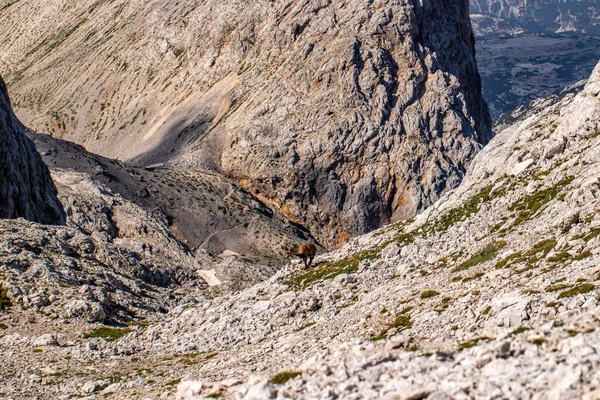 Alpesi Ibex Kép Julian Alpokban Szlovéniában — Stock Fotó