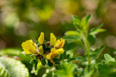 Ormanda büyüyen Cytisus hirsutus çiçeği, yakınlaş.