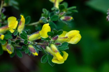 Ormanda büyüyen Cytisus hirsutus çiçeği, yakınlaş.