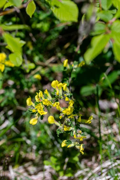 Cytisus Hirsutus Λουλούδι Που Αναπτύσσεται Στο Δάσος Κοντά — Φωτογραφία Αρχείου