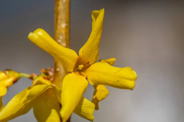 Cytisus Hirsutus Flor Que Crece Bosque Cerca — Foto de Stock