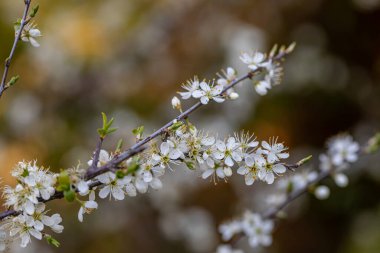 Prunus spinosa çiçeği çayırda büyüyor, yakın plan.