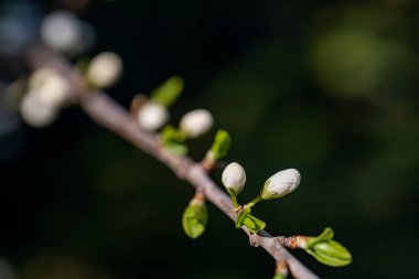 Prunus spinosa çiçeği çayırda büyüyor, yakın plan.