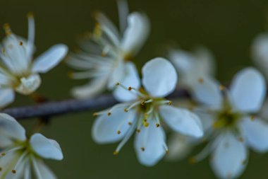 Prunus spinosa çiçeği çayırda büyüyor, yakın plan.