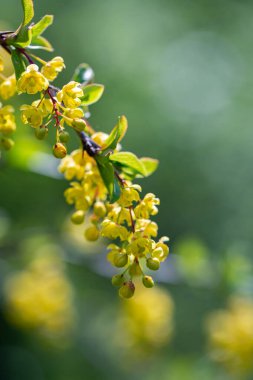 Çayırda yetişen kaba Berberiler, yaklaşın.