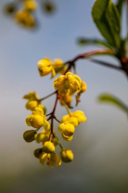 Çayırda yetişen kaba Berberiler, yaklaşın.