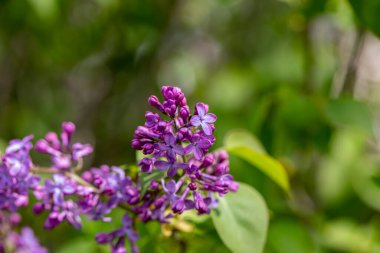 Meadow 'da büyüyen şırınga kabak çiçeği, makro