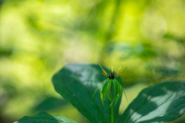 Paris kuadrifolia çiçeği ormanda yetişiyor, makro