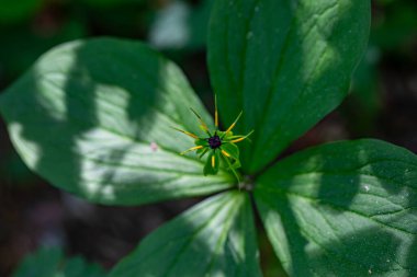 Paris kuadrifolia çiçeği ormanda yetişiyor, makro