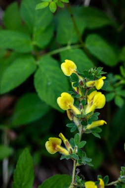 Ormanda büyüyen Cytisus hirsutus çiçeği, yakınlaş.