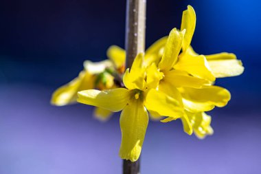 Çayırda yetişen Forsythia intermedya çiçeği, kapat.