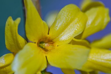 Çayırda yetişen Forsythia intermedya çiçeği, kapat.