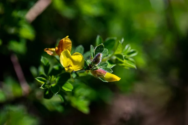 Cytisus Hirsutus Flor Que Crece Bosque Cerca — Foto de Stock