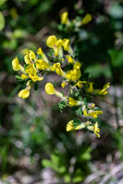 Cytisus Hirsutus Blume Wächst Wald Nahaufnahme — Stockfoto