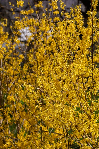 Çayırda yetişen Forsythia intermedya çiçeği, kapat.