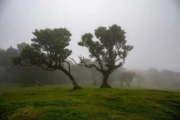 霧の日のPosto Florestal Fanal — ストック写真
