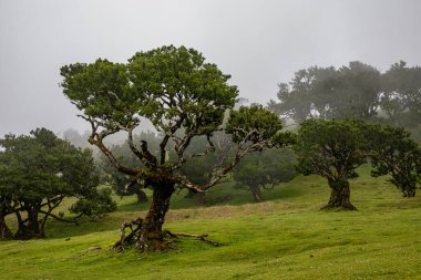 Sisli günde Posto Florestal Fanal