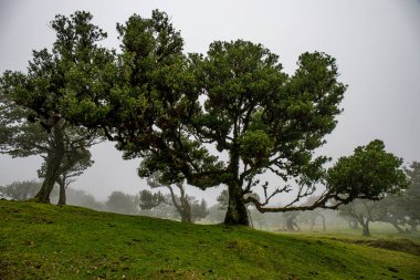 Sisli günde Posto Florestal Fanal