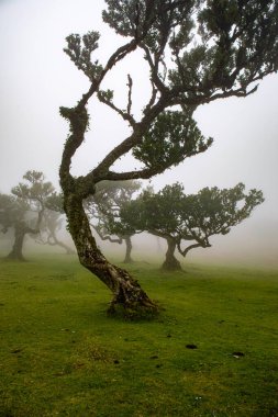 Sisli günde Posto Florestal Fanal