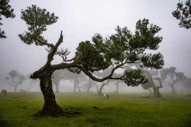 Sisli günde Posto Florestal Fanal