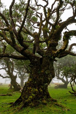 Sisli günde Posto Florestal Fanal
