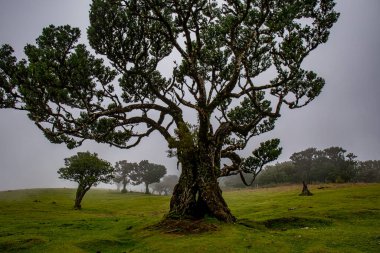 Sisli günde Posto Florestal Fanal