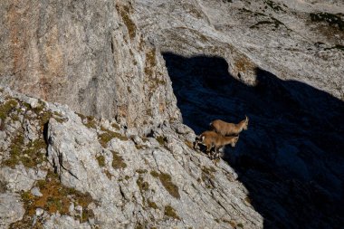 Alp dağ keçisi fotoğrafı Julian Alp, Slovenya 'da çekildi